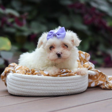 Winifred - Available Now