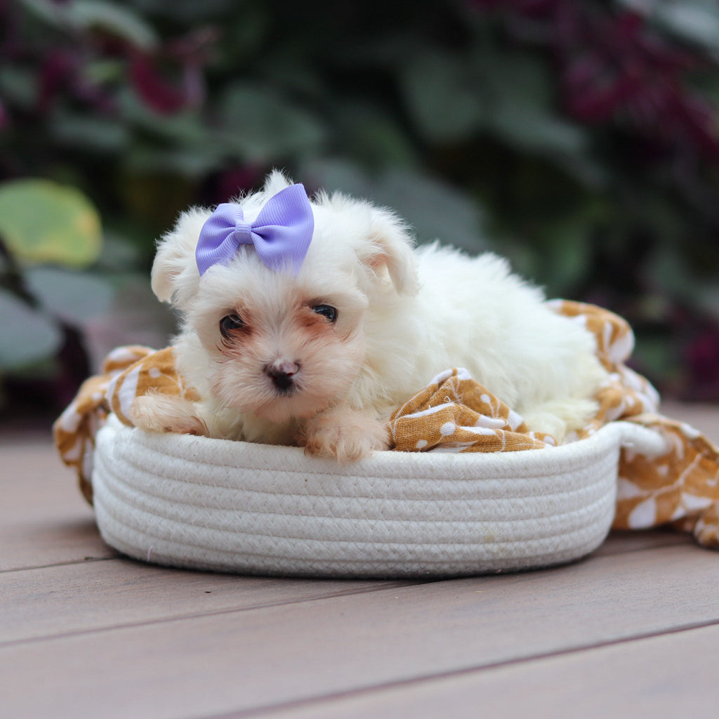Winifred - Available Now