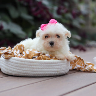 Winnie - Available Now