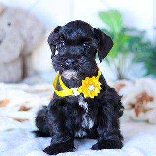 Maisy - Available Now