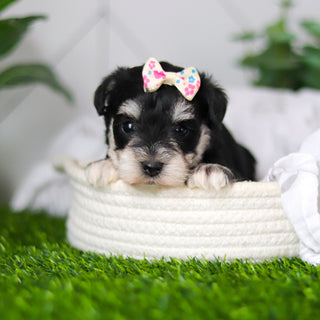 Hughes - Available 2/18