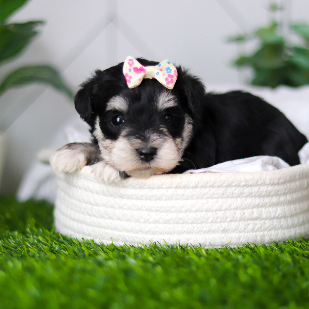 Hughes - Available 2/18