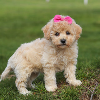Trudy - Available Now