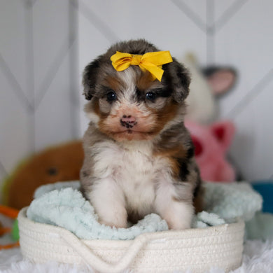 Sophia - Available 5/14