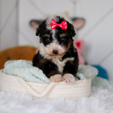 Summer - Available 5/14