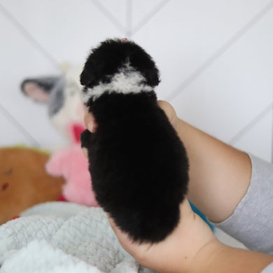 Sienna - Available 5/14