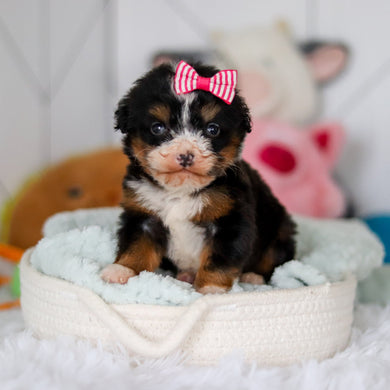 Sienna - Available 5/14