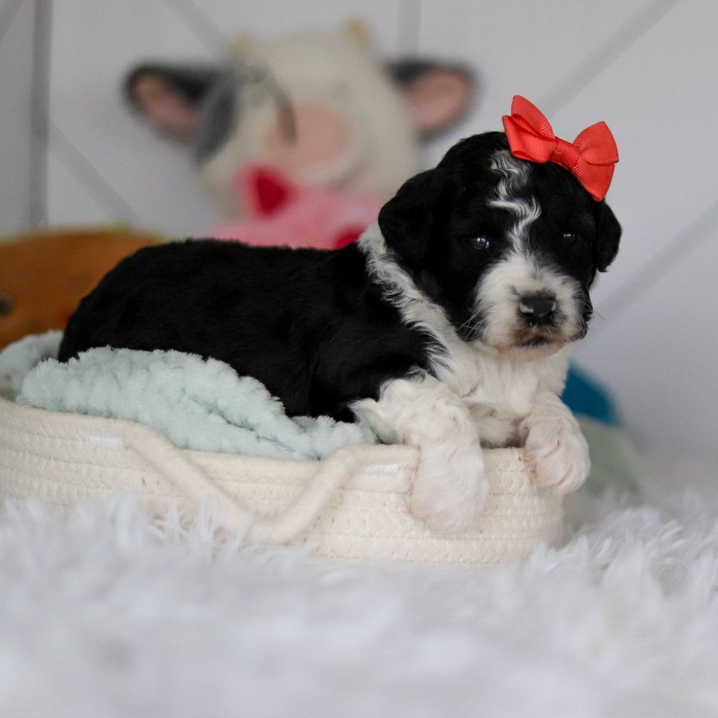 Susie - Available Now