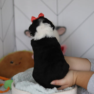 Susie - Available 5/28