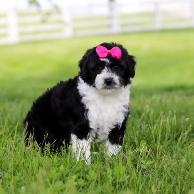 Susie - Available 5/28