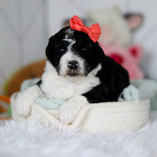 Susie - Available Now