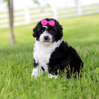 Susie - Available Now