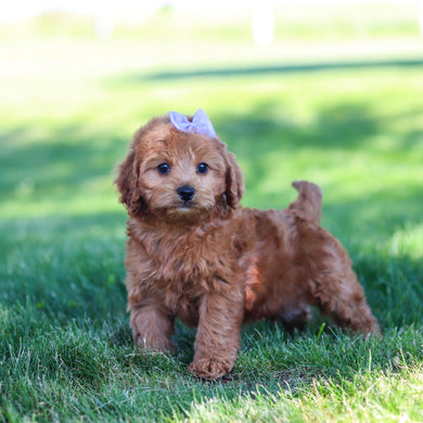 Gertie - Available 6/18