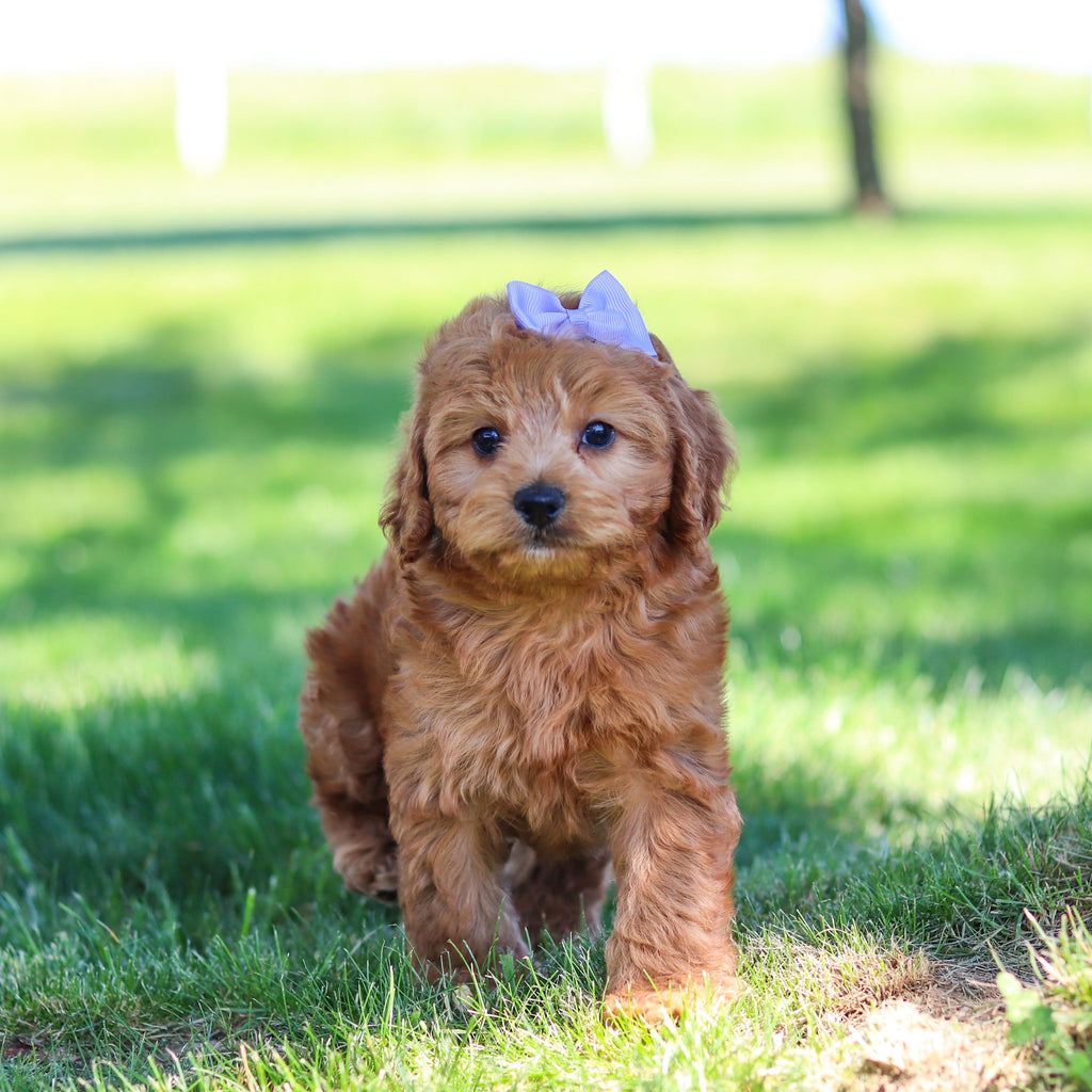 Gertie - Available Now