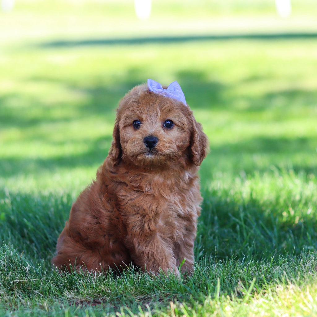 Gertie - Available Now