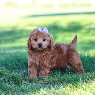 Gertie - Available Now