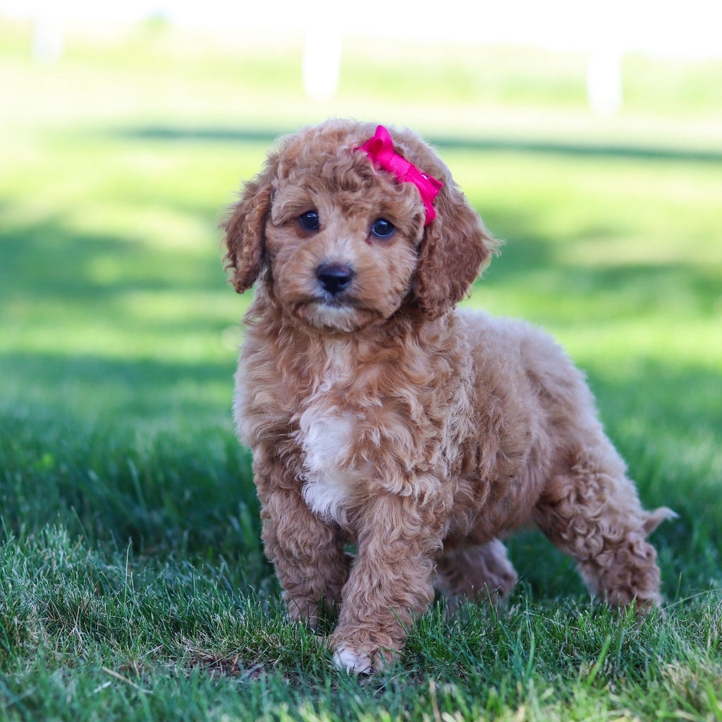 Goldie - Available 6/18
