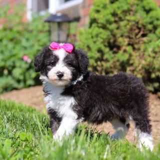 Aggie - Available 6/18