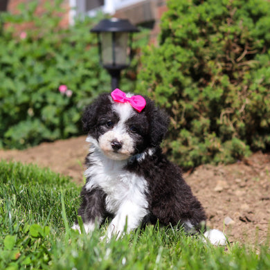Aggie - Available 6/18