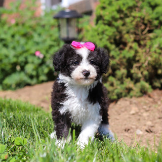 Aggie - Available 6/18