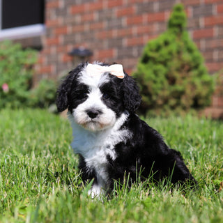 Avery - Available 6/18