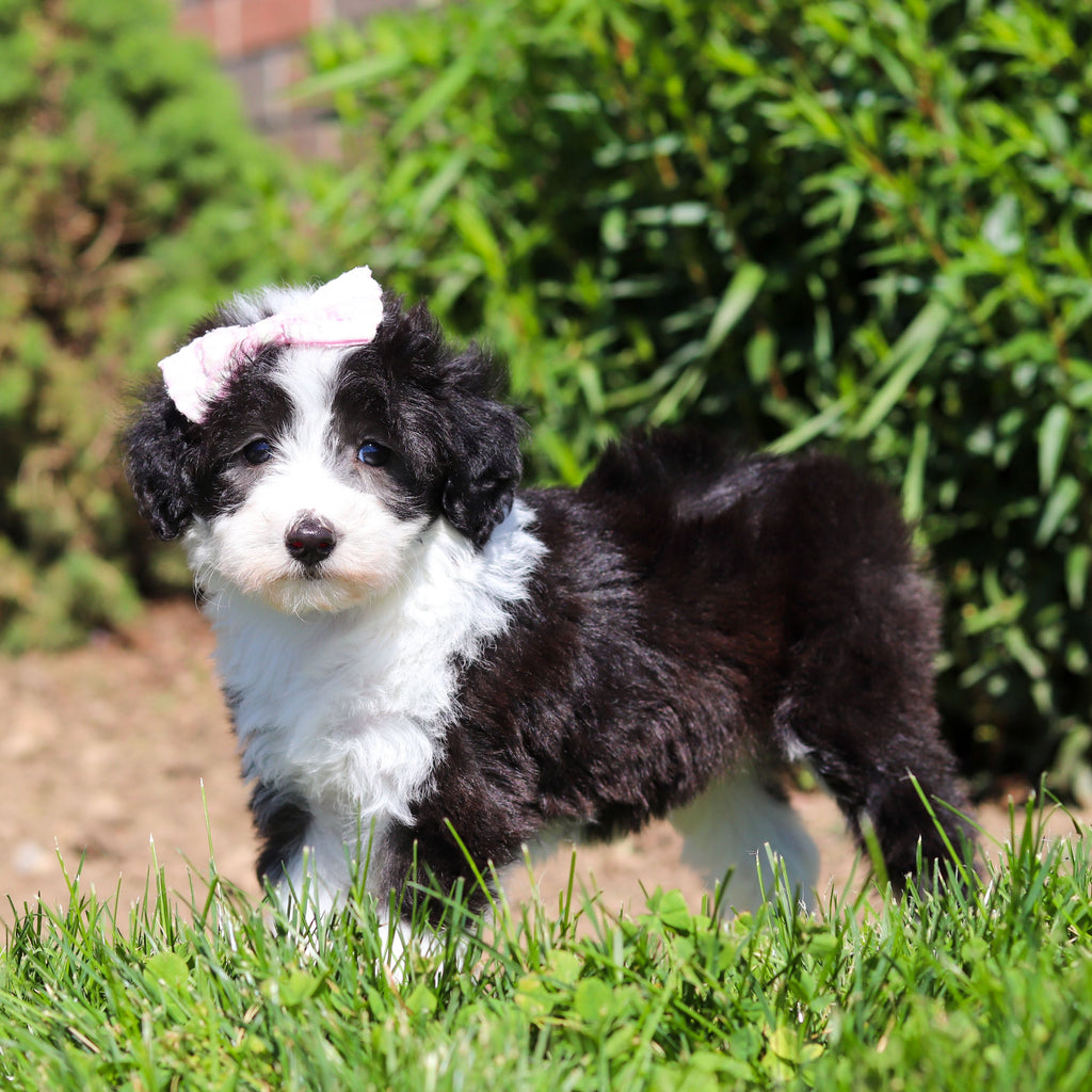 Aurora - Available 6/18
