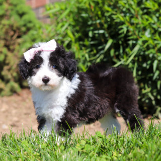 Aurora - Available 6/18