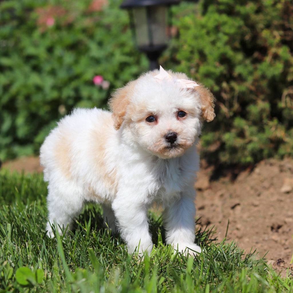 Alice - Available 6/18