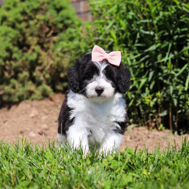 Abbey - Available 6/18
