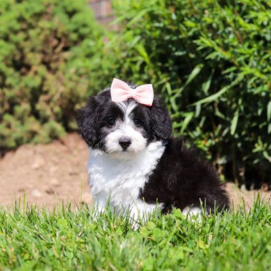 Abbey - Available 6/18
