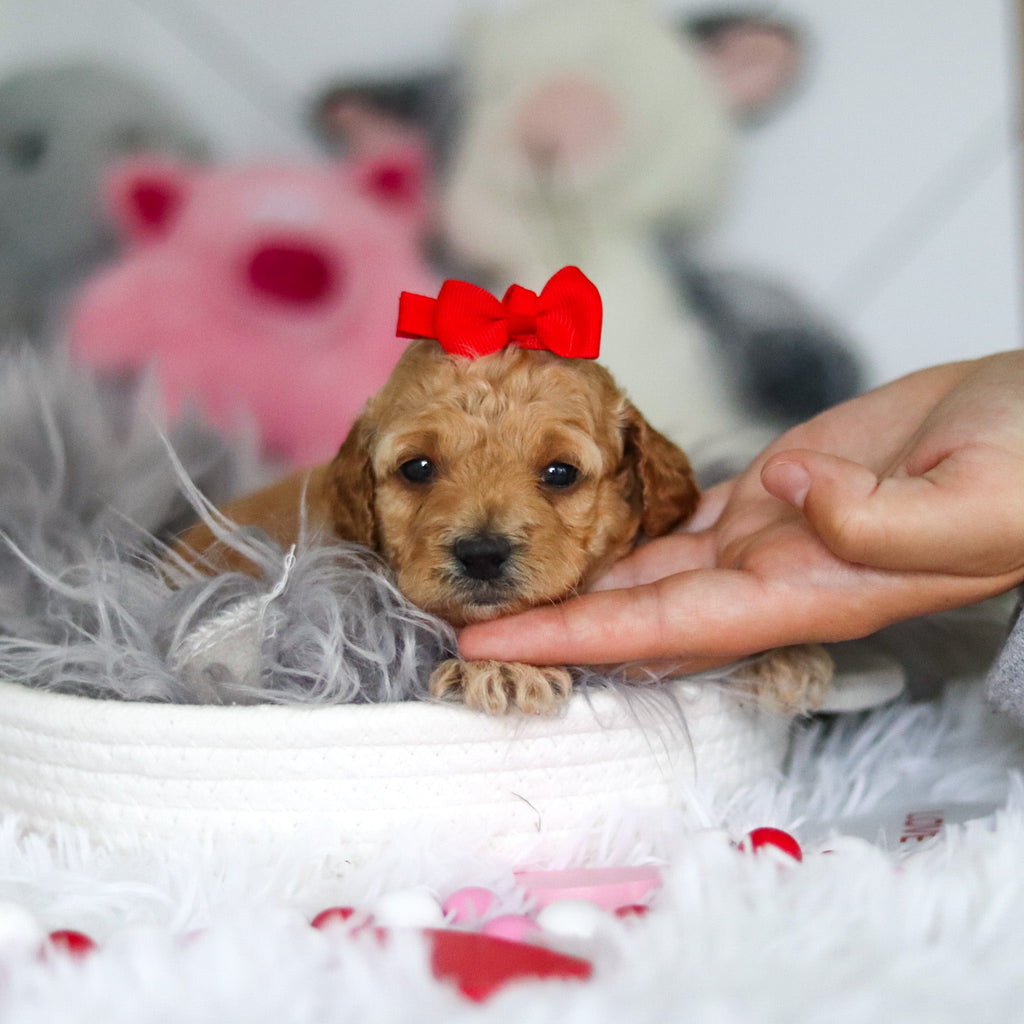 Lucia - Available 7/2