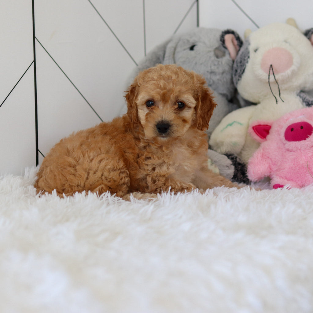 Lucia - Available 7/2