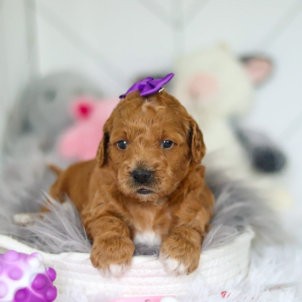 Lacey - Available 7/2