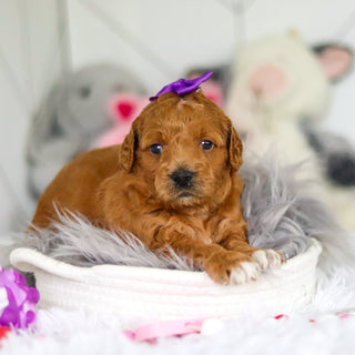 Lacey - Available 7/2