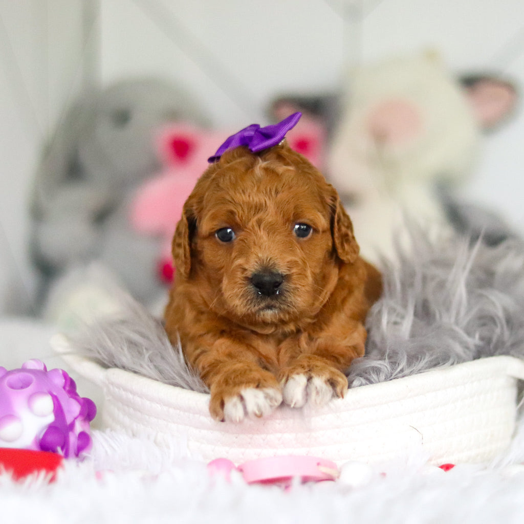 Lacey - Available 7/2