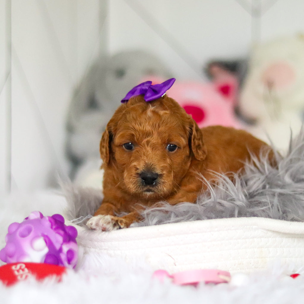 Lacey - Available 7/2