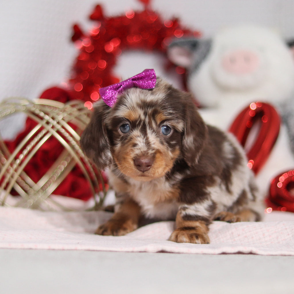 Berry - Available 2/26