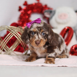 Berry - Available 2/26