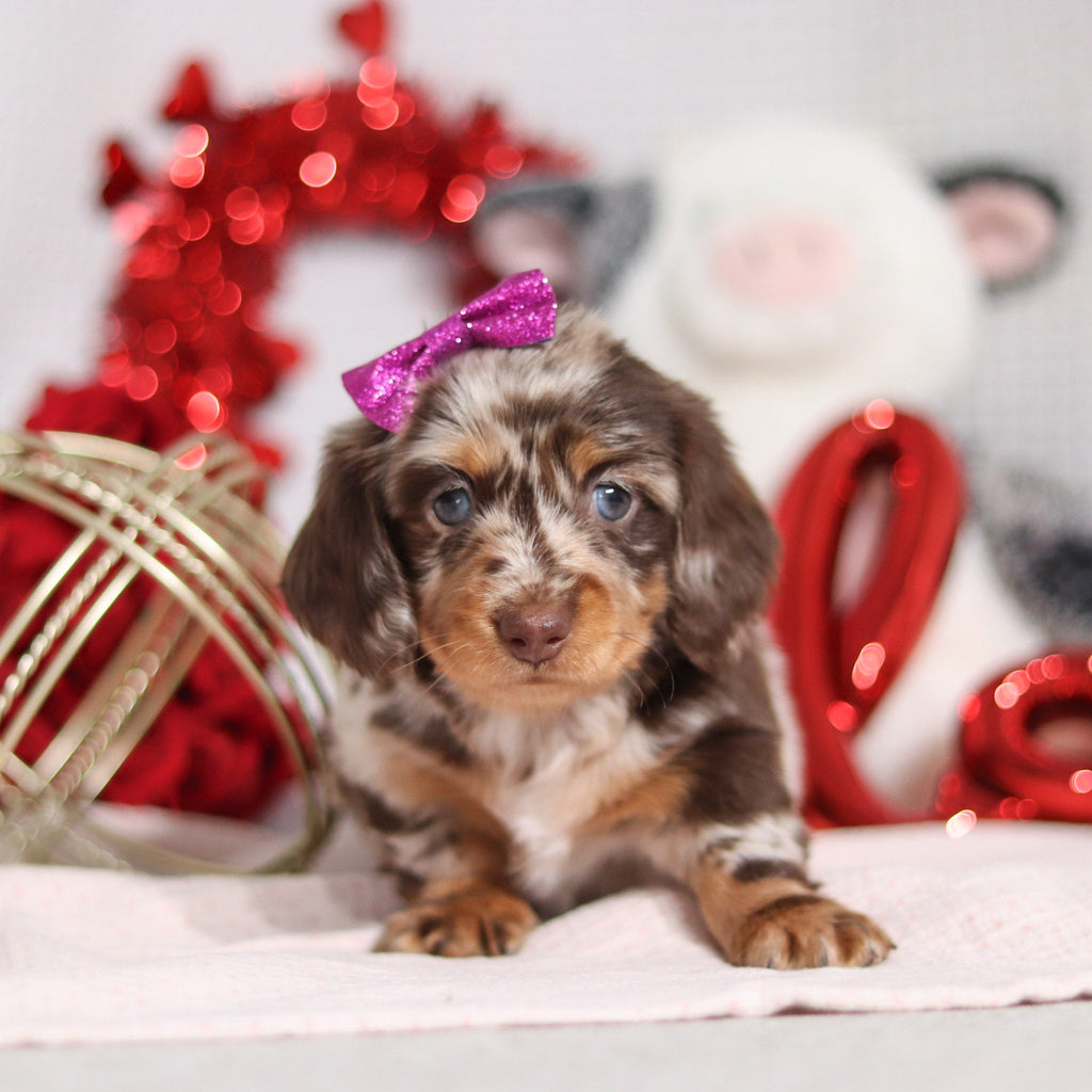 Berry - Available 2/26