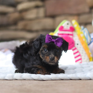 Effy - Available 8/27