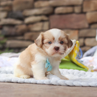 Gunther - Available 8/27