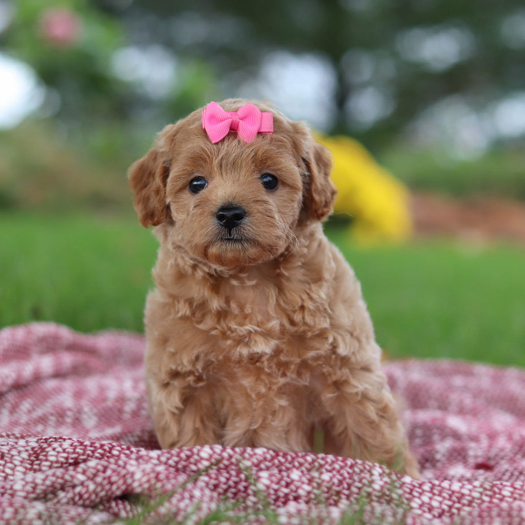 Riona - Available Now