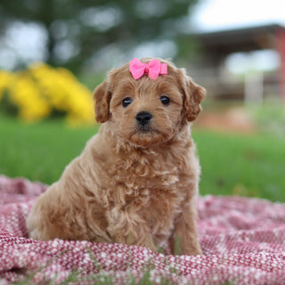 Riona - Available Now