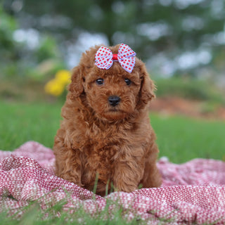 Ethnea - Available 11/12