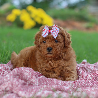 Ethnea - Available 11/12