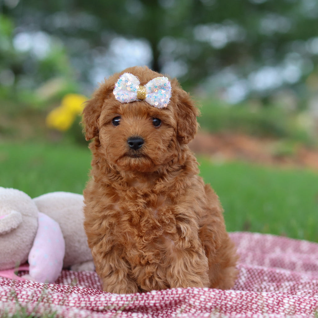 Shannon - Available 11/12