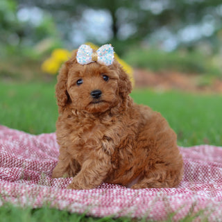 Shannon - Available 11/12