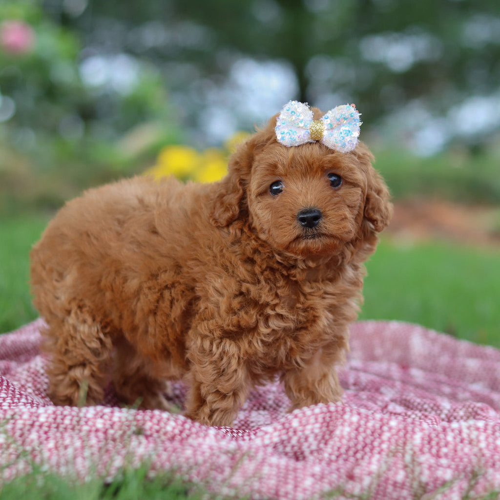 Shannon - Available 11/12