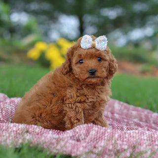 Shannon - Available 11/12