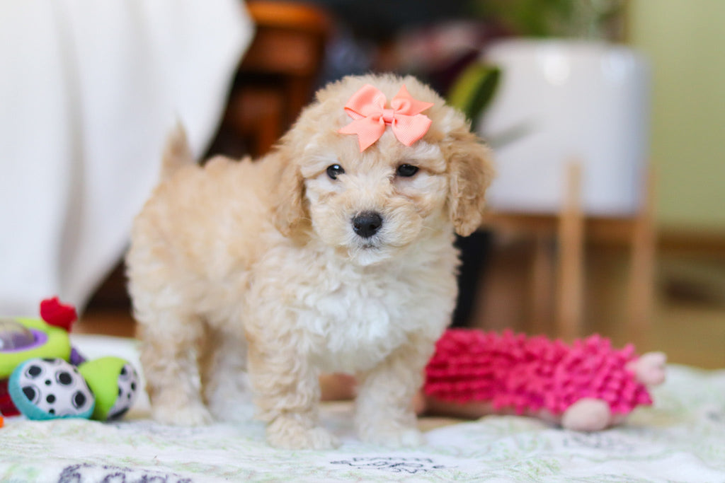 Willow - Available 2/12